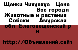 Щенки Чихуахуа › Цена ­ 12000-15000 - Все города Животные и растения » Собаки   . Амурская обл.,Благовещенский р-н